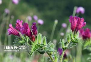 شناسایی بیش از ۴۰۰ گونه گیاهی در خاش