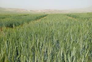 پیش‌بینی برداشت ۱۵۰ هزار تن گندم در خراسان شمالی در صورت بارش