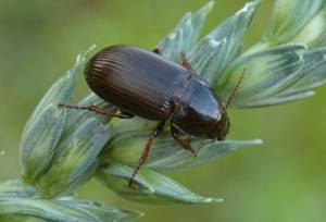 شیوع بیماری‌های «برق‌زدگی» و «بوته‌زردی فوزاریومی نخود» و «سوسک سیاه گندم» 