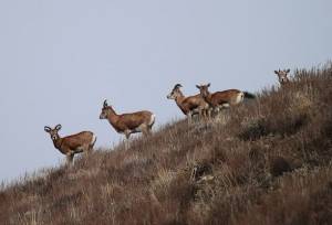رشد ۶ درصدی جمعیت علفخواران شاخص در استان تهران