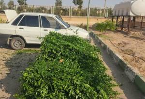 کشف ۲ تن گیاه چلم قاچاق در شاهرود؛ متهم دستگیر شد