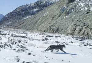 پلنگ گرسنه ۲ نفر را در سوادکوه راهی بیمارستان کرد