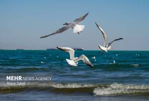 ناپایداری جوی و دریایی در هرمزگان و اختلال در ترددهای دریایی