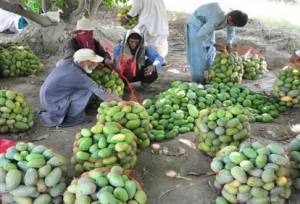 برگزاری «روز مزرعه میوه‌های گرمسیری» در دشتیاری چابهار