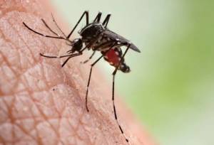 شناسایی ۱۹۶ مبتلا به مالاریا در هرمزگان