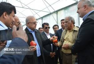 گلخانه ۲.۹ هکتاری فلفل دلمه‌ای رنگی در میناب افتتاح شد