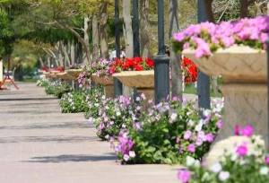 تولید ۱۰ میلیون نشا و گل‌کاری ۷۵ هزار مترمربع از فضاهای شهری کیش