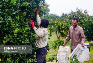 رئیس سازمان جهاد کشاورزی استان: باغداران گیلانی مبارزه با آفات مرکبات را آغاز کنند