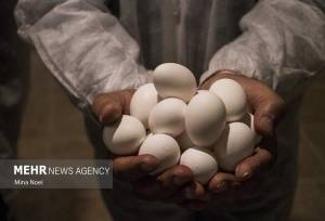 قیمت انواع تخم مرغ پوست سفید و قهوه‌ای اعلام شد