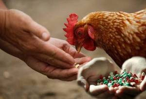 یک دامپزشک: قطع مصرف آنتی‌بیوتیک در مرغ‌های گوشتی حداقل یک هفته پیش از کشتار الزامی است