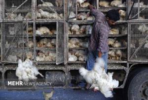 ۷ تن مرغ زنده فاقد مجوز در کنگاور کشف شد