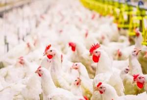 رشد ۶۳ درصدی تخم مرغ خوراکی