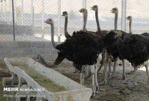 نوری: طرح پرورش شترمرغ «رویین» تا رفع ابهامات متوقف شد