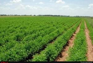 اصلاح الگوی کشت و مصرف آب در خراسان شمالی؛ ضرورتی انکارناپذیر در شرایط خشکسالی