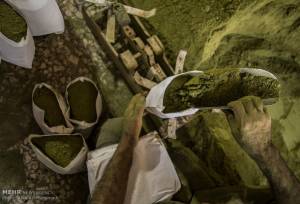 حنا در مزارع جنوب کرمان جان می گیرد