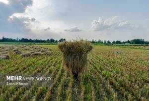 اجرای طرح جهش تولید در ۴۰۰۰ هکتار از شالیزارهای مازندران