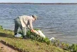 نجات قوی گرفتار از تله صیادان در تالاب بین‌المللی بوجاق + ویدئو