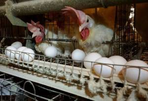 کاهش خریدهای هیجانی و قیمت کالاهای اساسی در همدان