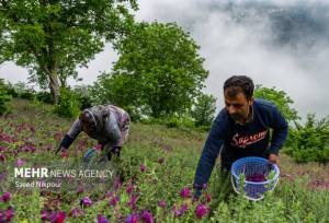 راهی تازه برای تولید بهینه گل گاوزبان بدون آسیب به طبیعت