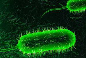 آخرین وضعیت بیماری وبا در ایران، منطقه و جهان اعلام شد