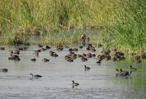سرشماری سالانه پرندگان آبزی در پارک ملی دریاچه ارومیه آغاز شد