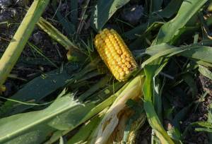 وابستگی ۶۲ درصدی علوفه گلستان به ذرت پرآب