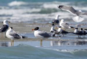 رهایی ۲۳ پرنده آبزی در پناهگاه حیات وحش سلکه