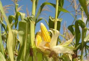 مدیر جهادکشاورزی دزفول: حرکت به‌سوی خودکفایی در تولید ذرت ضرورتی اجتناب‌ناپذیر است