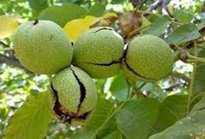 وضعیت فلزات سنگین در گردوی معروف!