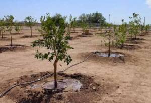 ۳.۵ میلیون نهال سهم کردستان در طرح ملی یک میلیارد درخت