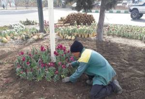 کاشت یک میلیون گل گلدانی در بجنورد در آستانه نوروز