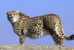 مشاهده یک قلاده یوز در روستاهای اطراف داورزن خراسان رضوی