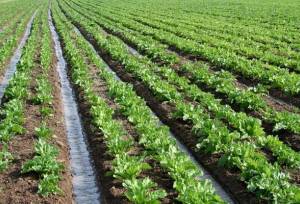 هماهنگی دستگاه‌ها کلید موفقیت کشت پاییزه و جهش تولید است