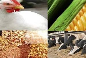 شارژ ۲۵۶ میلیارد تومانی کیف پول بهره‌برداران خراسان شمالی / ۲۶۲ پرونده در آستانه پرداخت