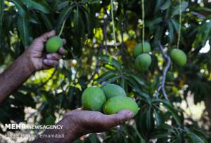 ۲ هزار و ۸۰۰ هکتار از باغات هرمزگان به درختان انبه اختصاص دارد