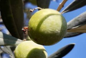 افزایش فعالیت مگس میوه زیتون در گیلان