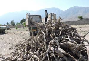 کشف ۴۱۵ کیلوگرم چوب تاغ در سرخه؛ ۲ متهم دستگیر شدند