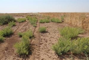 ۵۳۱ هکتار از اراضی بایر کشاورزی خراسان شمالی تعیین تکلیف شد