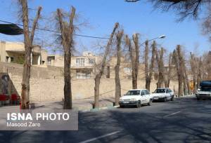 هرس علمی حلقه اتصال سلامت درخت، کنترل آفات و کاهش مصرف سموم