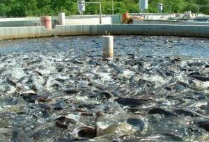 مجوز پرورش ماهی تیلاپیا در انتظار تصمیم محیط زیست خراسان رضوی