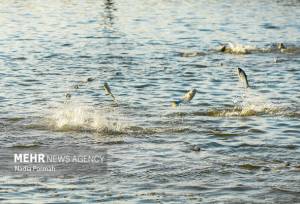 مرمت و بهسازی ۵ هکتار آب‌بندان روستای کرچنگ قائم‌شهر