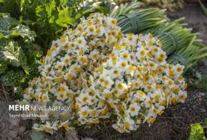 برداشت گل نرگس در استان ایلام آغاز شد