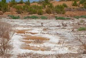 معاون وزیر کشاورزی: خاک یک میلیون هکتار از اراضی کشور سدیمی است