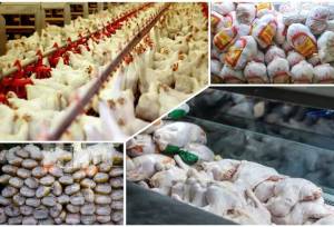 بحران تأمین خوراک طیور در همدان/ ۵۰ روز انتظار بی‌نتیجه تولیدکنندگان