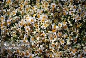 گَشتی در نرگس‌زارهای لرستان؛ اینجا از دلِ زمستان، بهار می‌چینند!