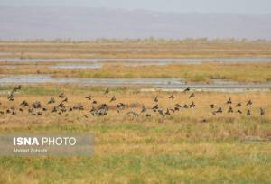 تالاب‌های مره قم، میزبان بیش از ۳۵ هزار پرنده مهاجر