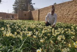 عملکرد الگوساز یک کشاورز با گل‌ نرگس