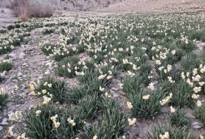 کارشناس منابع طبیعی شهرستان: برداشت گل نرگس در ملکشاهی آغاز شد