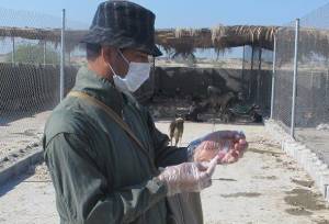 ۲۹ هزار قلاده سگ در اصفهان علیه بیماری هاری واکسینه شد