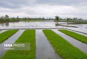 اجرای طرح جهش تولید برنج در ۴ هزار هکتار از شالیزارهای گیلان